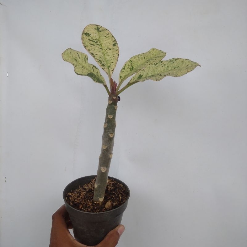 plumeria variegata