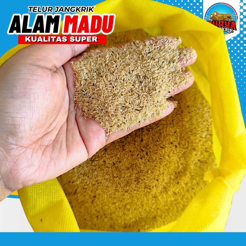 Telur Jangkrik alam madu Jual telur Jangkrik 100 gram Murah