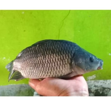 IKAN SEGAR IKAN MAS IKAN HIDUP FRESH