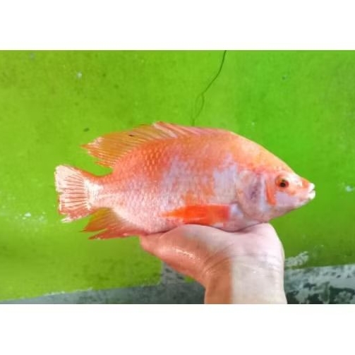 IKAN NILA SEGAR IKAN NILA IKAN HIDUP IKAN FRESH