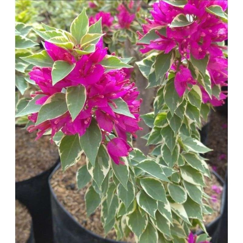 Bugenville singapore varigata merah fanta