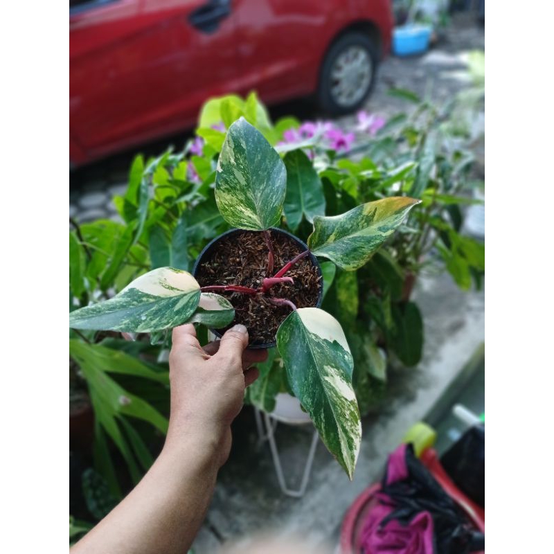 Philodendron Strawberry Shake