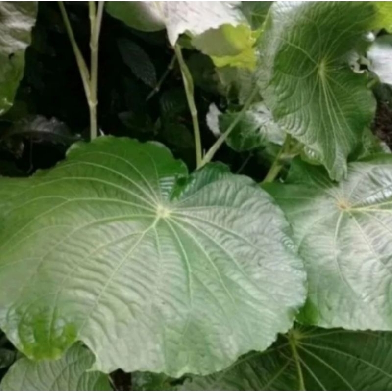 

Daun Gedebong Segar Netto 100gram Original