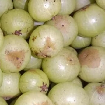 

Buah malaka segar 1 kg