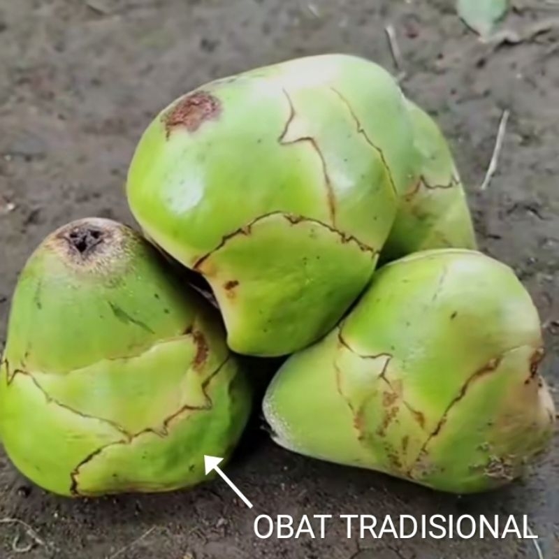 

Tembuluk/beluluk kelapa