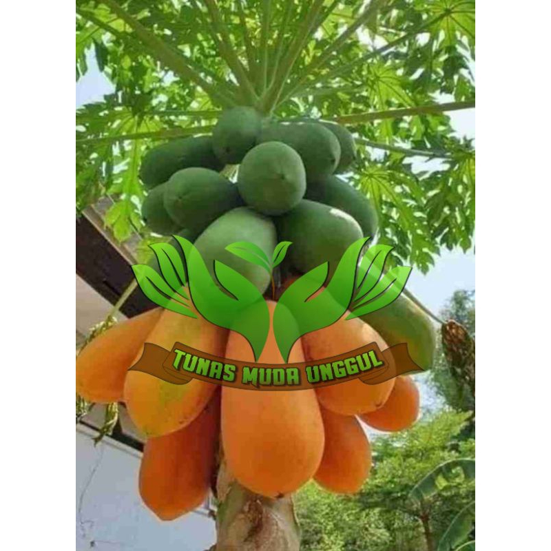 Bibit Pepaya California Super Unggul