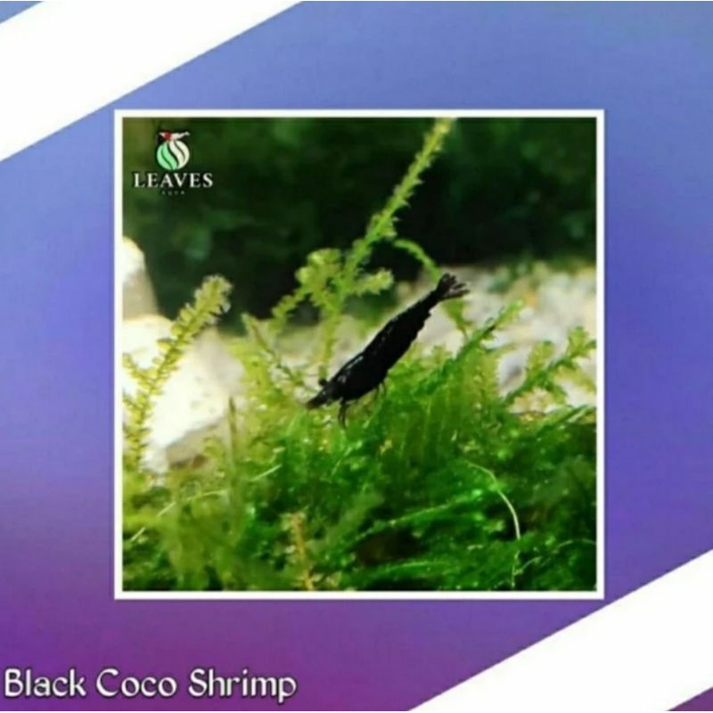 udang hias black coco aquascape
