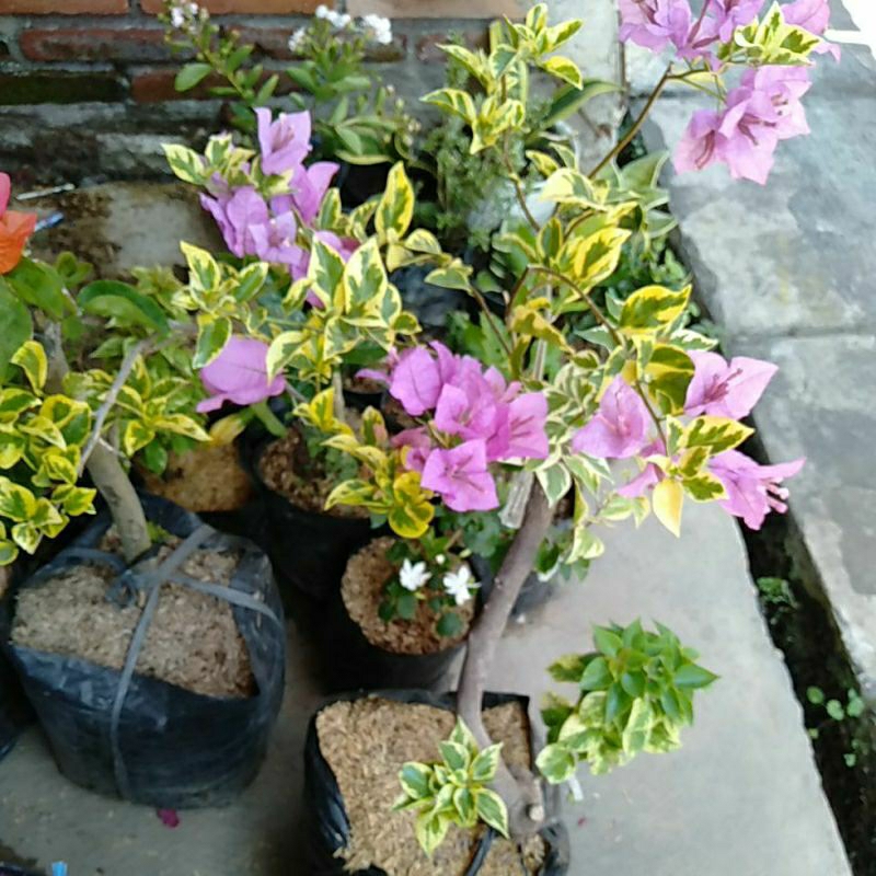 bunga bugenvil 4 warna