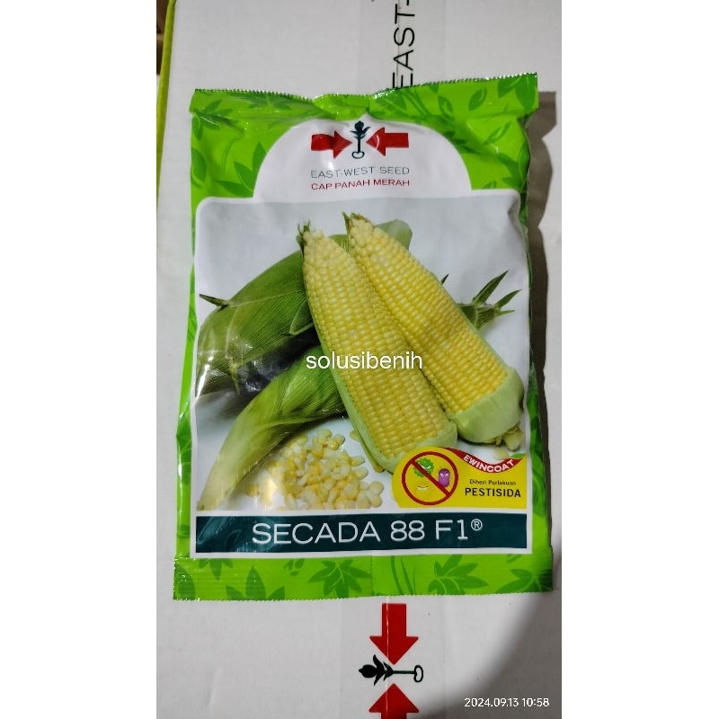 Benih Jagung Manis / Bibit Jagung Manis SECADA 88 F1 isi 1,750 btr