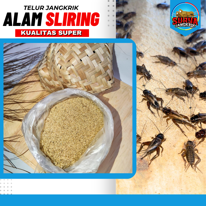 Telur Jangkrik Alam Bekasi Telur Jangkrik Alam Asli