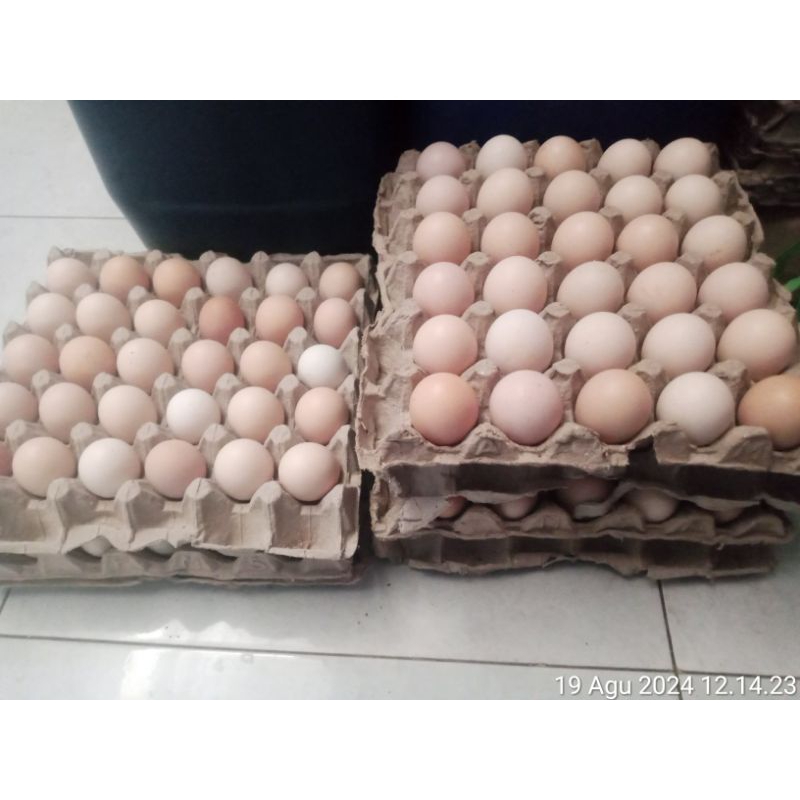

telur tetas 10 butir ayam kpu3 (kampung petelur unggul)