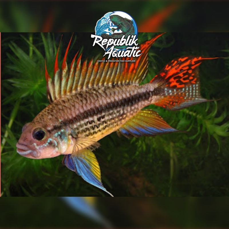 

Apistogramma Cacatuoides