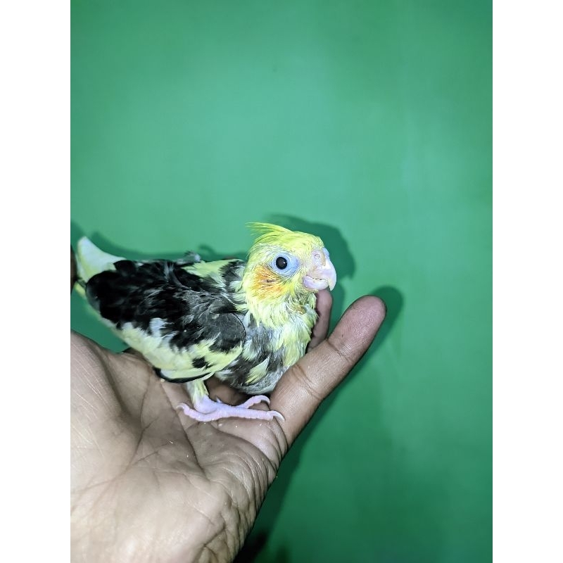 parkit Australia (falk)