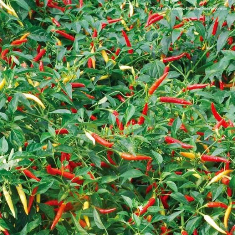 100 Biji Cabe Dewata 43 F1 | Bibit Cabe Rawit Dewata F1 | Benih Cabai Rawit