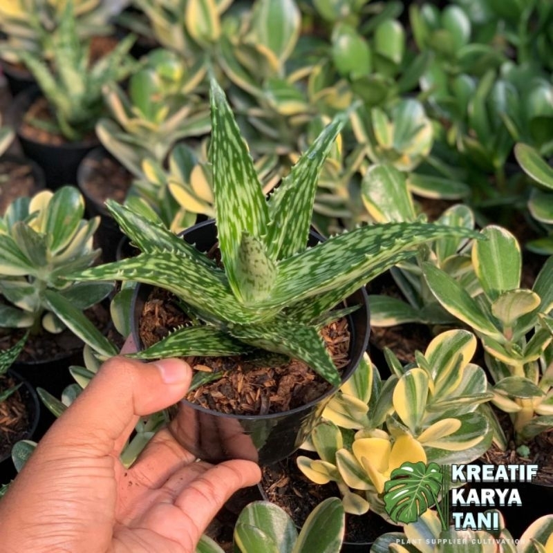 Tanaman hias kaktus mini lidah buaya - Kaktus lidah buaya mini