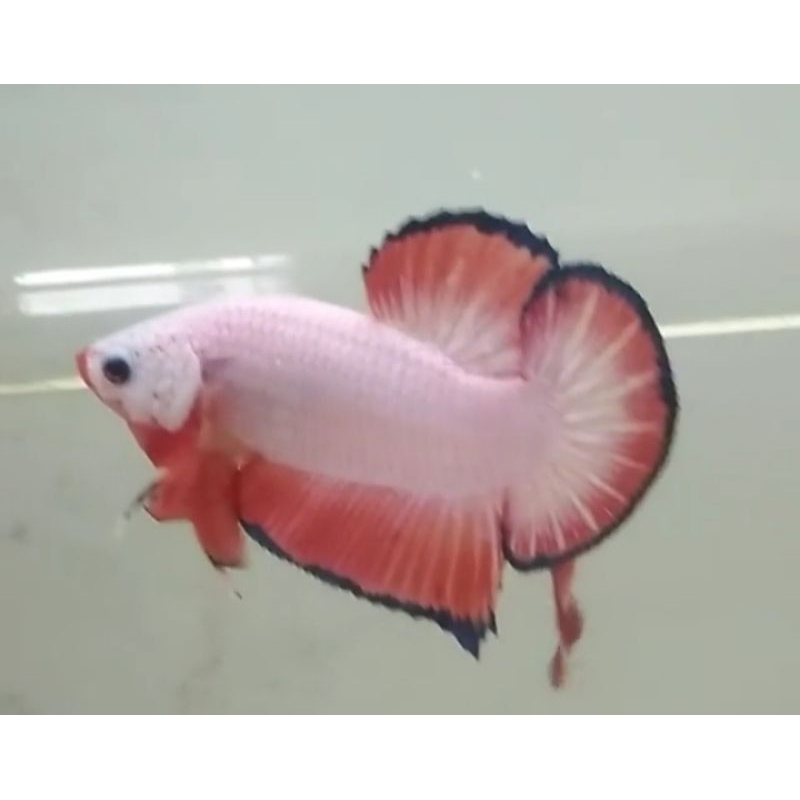 

ikan cupang hias saat live saja