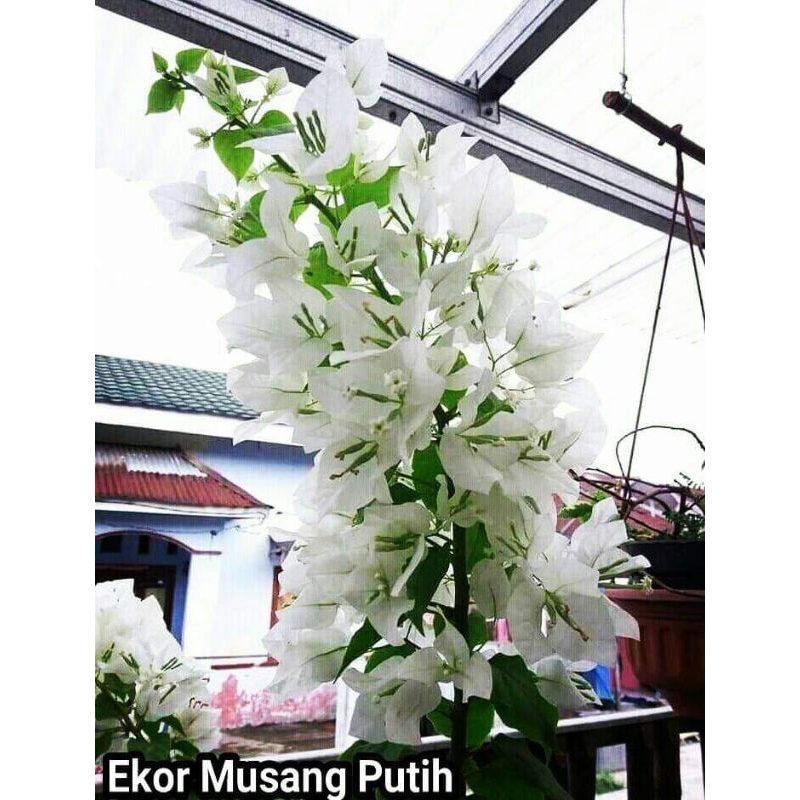 Bougenville Ekor musang putih