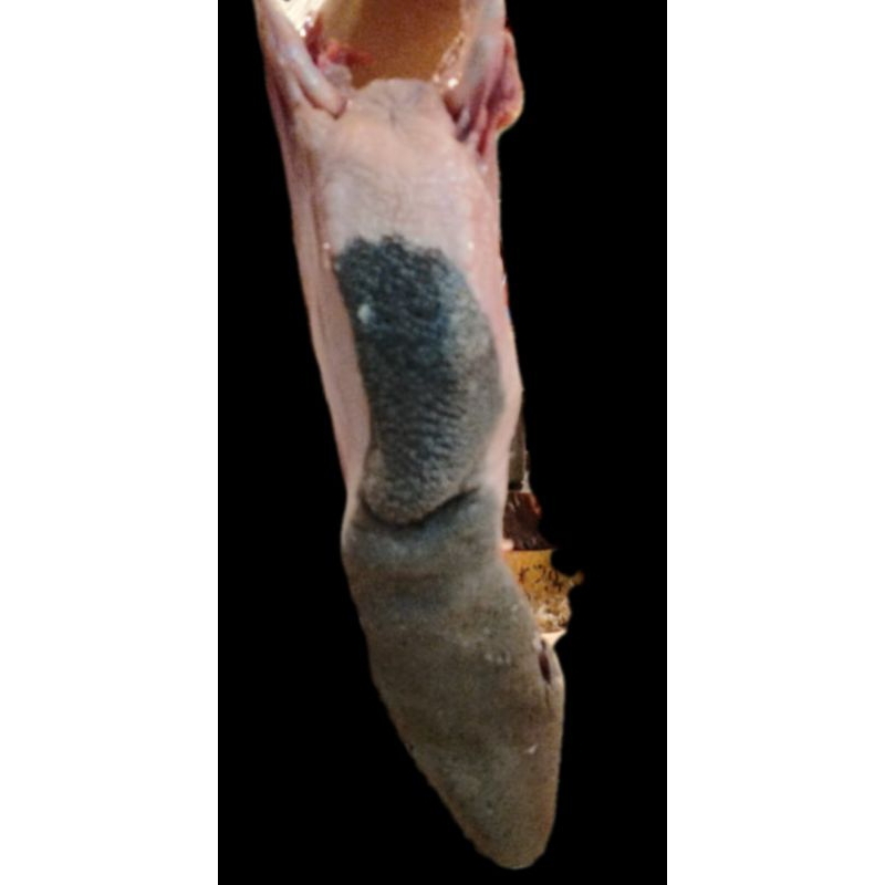 

lidah sapi(1pcs).