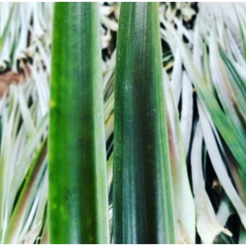 

Daun Nanas Segar Per 10 Lembar Original