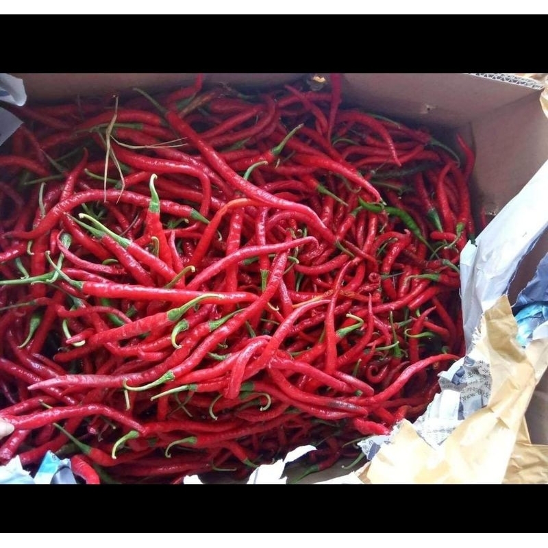 

cabe keriting segar dr petani kulonprogo