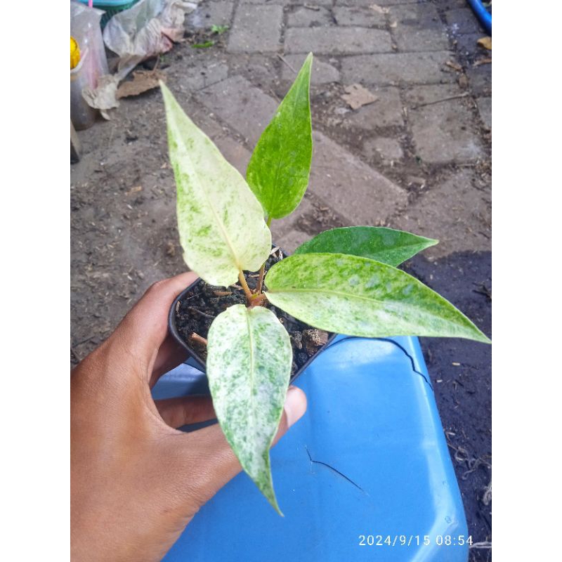 anthurium hokeri super red varigata ekonomis