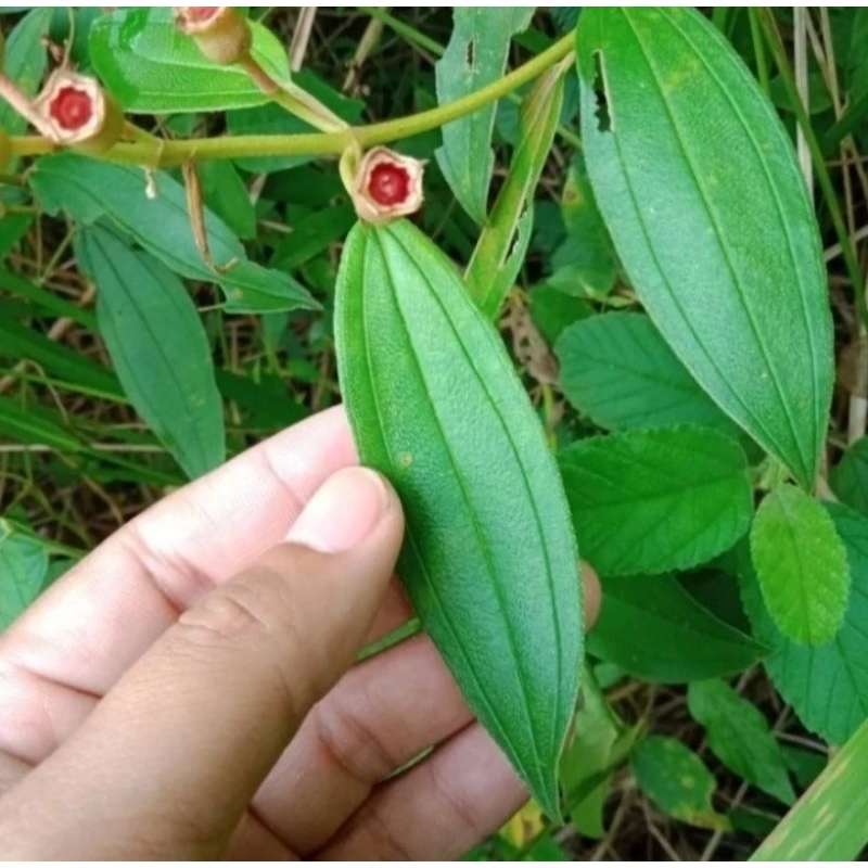 

Daun Senggani Segar Netto 100gram Original