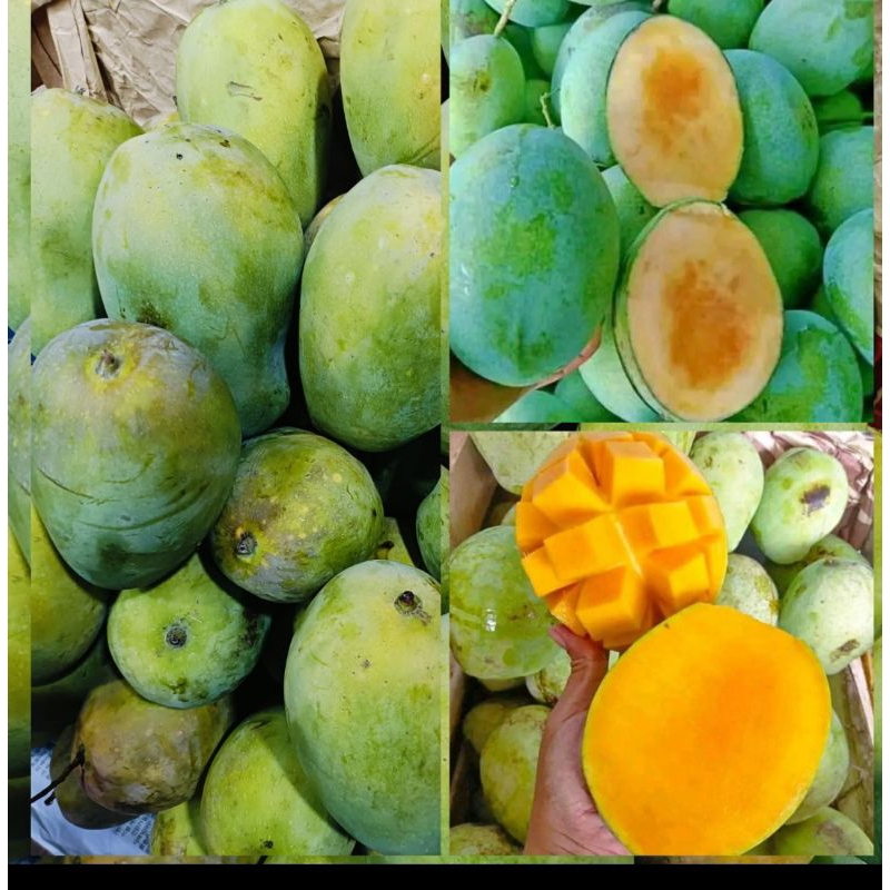 

mangga harum manis 20rb/kg