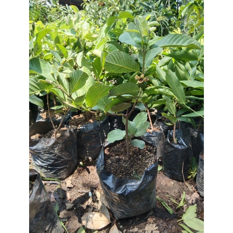 bibit jambu kristal merah sudah berbuah - bibit jambu kristal putih sudah berbuah