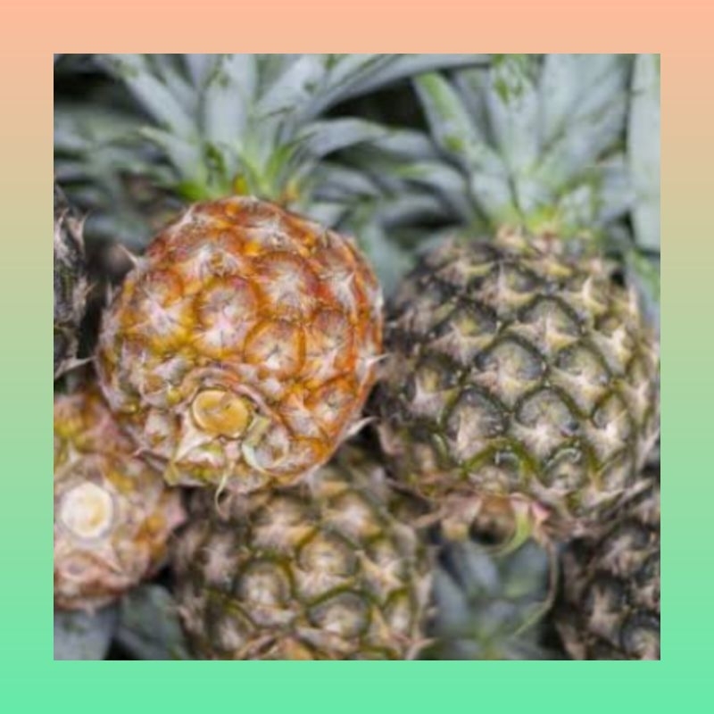 

Buah nanas lokal | Nanas super | Nanas manis | Nanas obat | buah nanas grosir