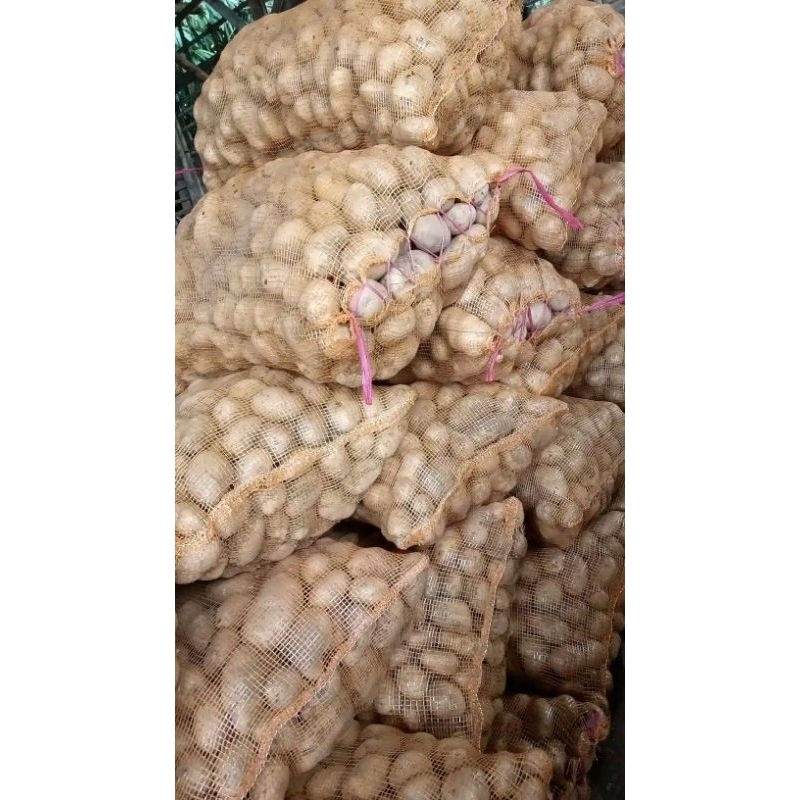 

kentang Garut super 500g