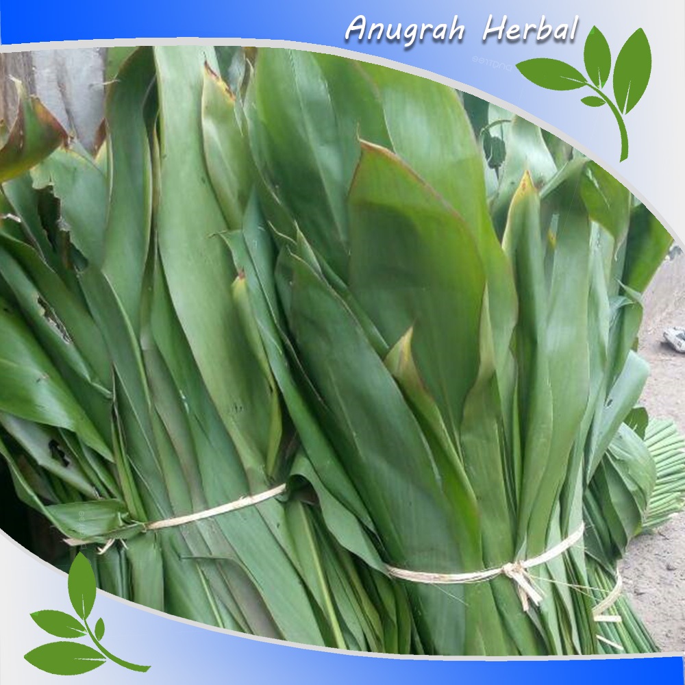 

Daun Andong Segar 1 kg Bungkus Bacang - Bakcang Lebar Daun Hanjuang