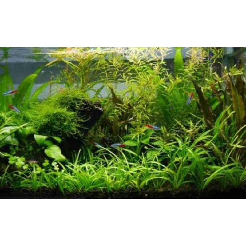 Paket tanaman aquascape low co2