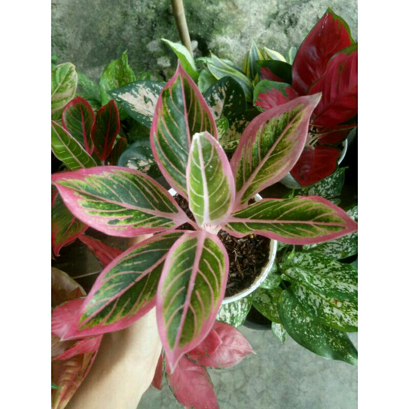 aglaonema lotus delight
