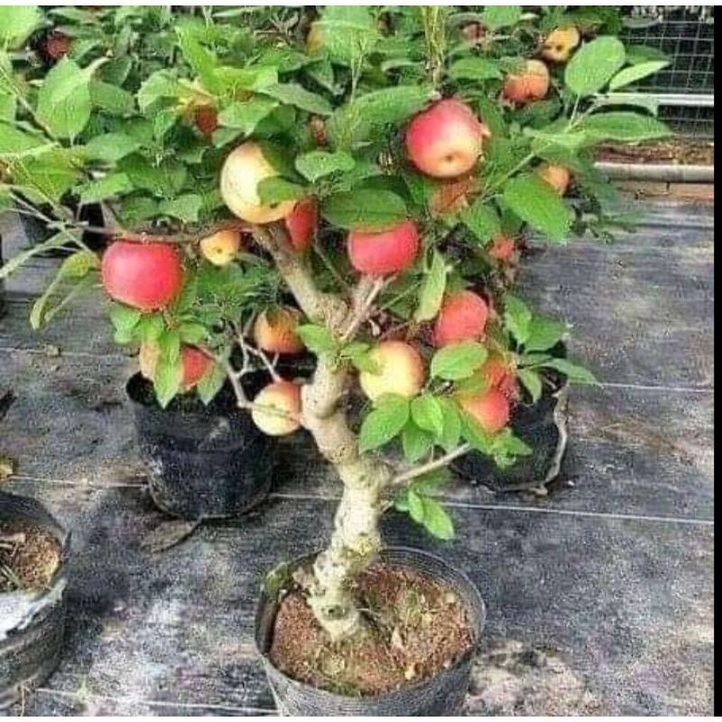 Bibit apel FUJI hasil cangkok