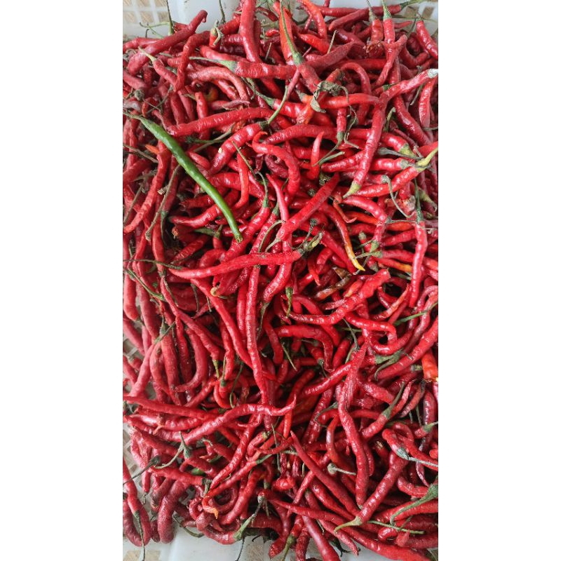 

cabe merah kriting 500gr