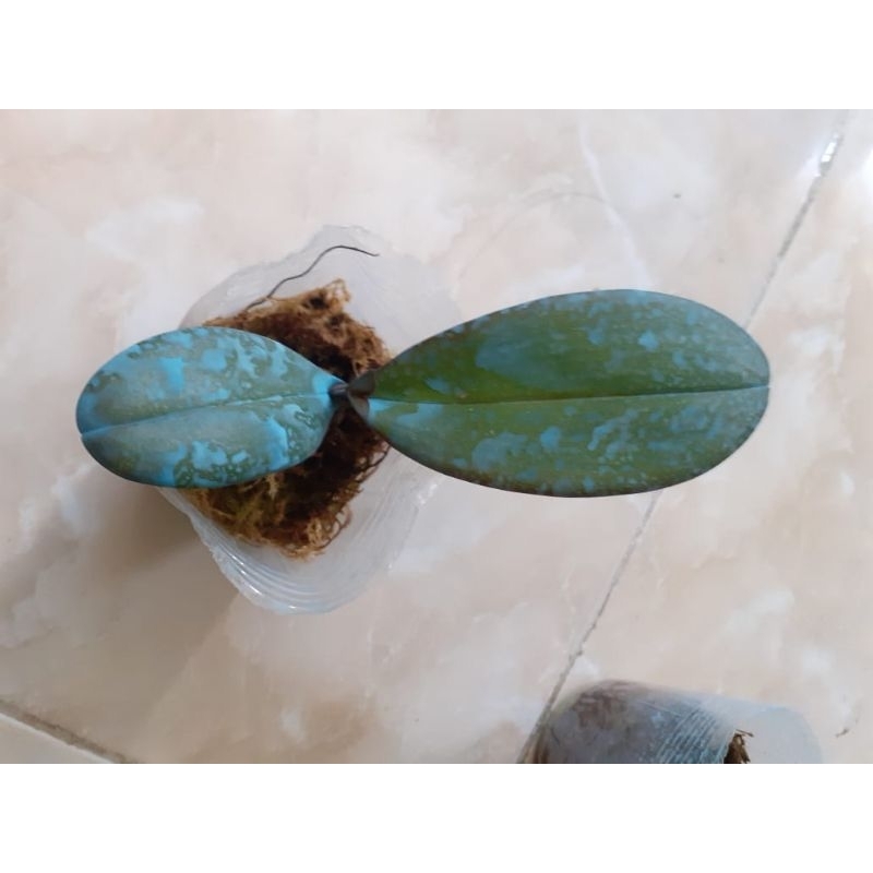 Anggrek bulan seedling