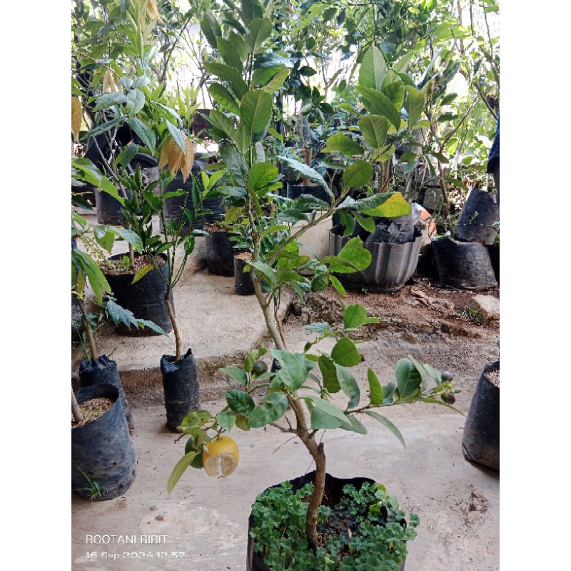 Tanaman Jeruk Lemon Tanpa Biji