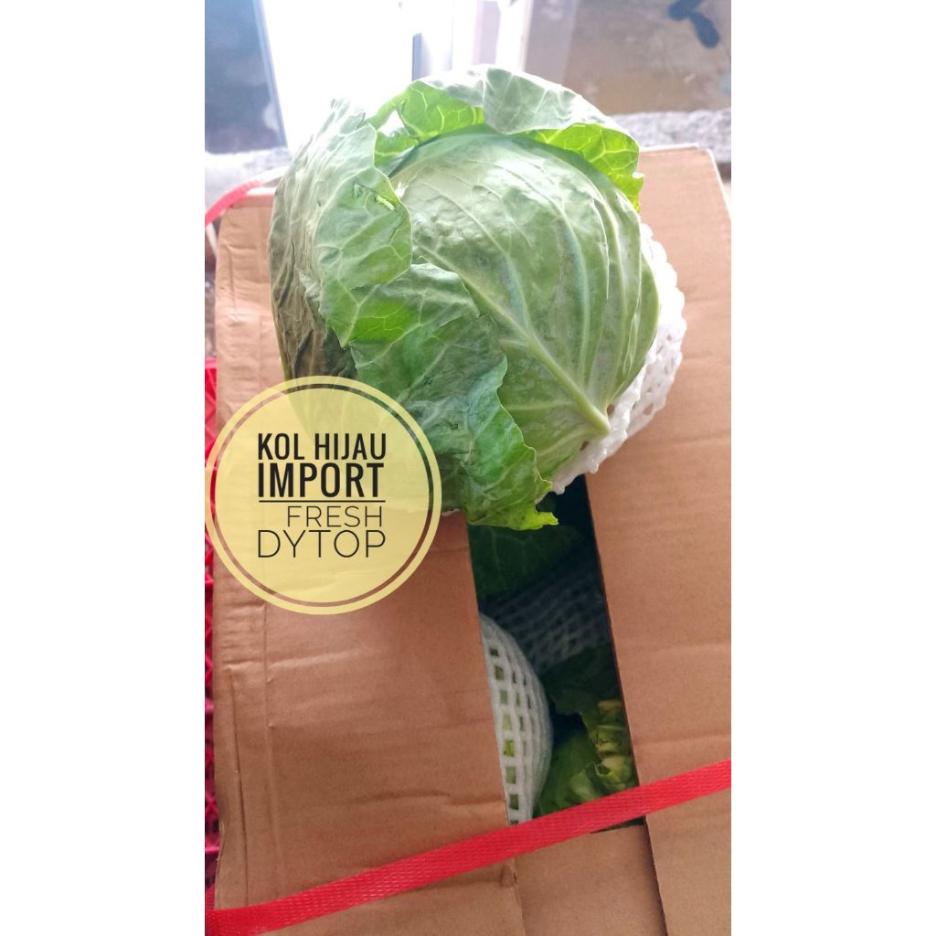 

Kubis Kol Hijau Import Fresh Segar DYTOP - Dus