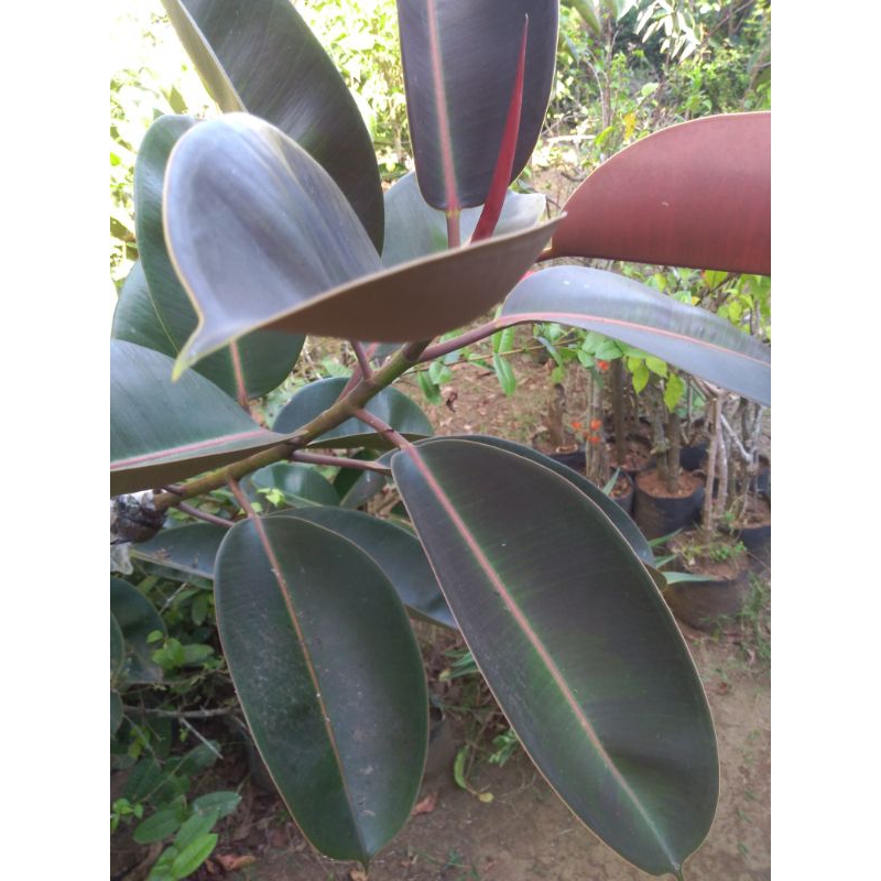 Daun karet kebo/daun karet kebo merah/daun karet kebo segar obat stroke/paket daun karet kebo harga 