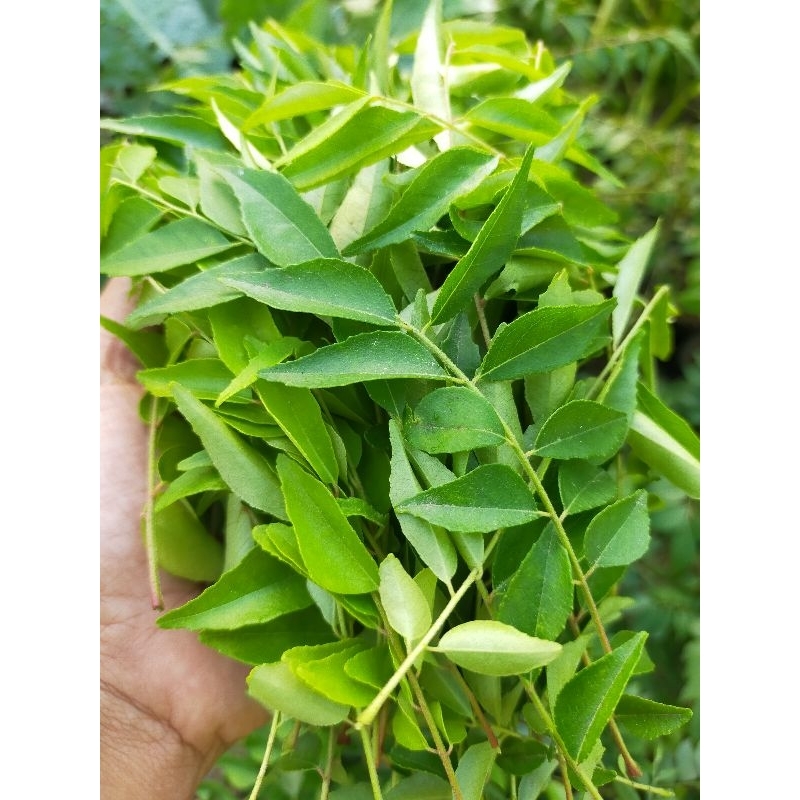 

Daun Kari/Salam Koja/Temurui/daun segar