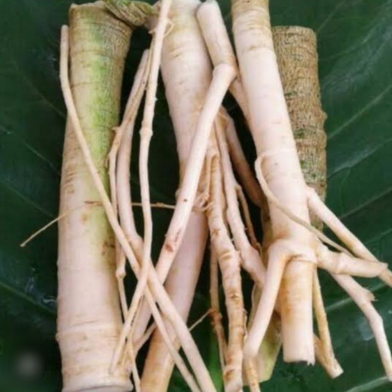 

Akar pohon Pepaya Jantan Segar (200gram)