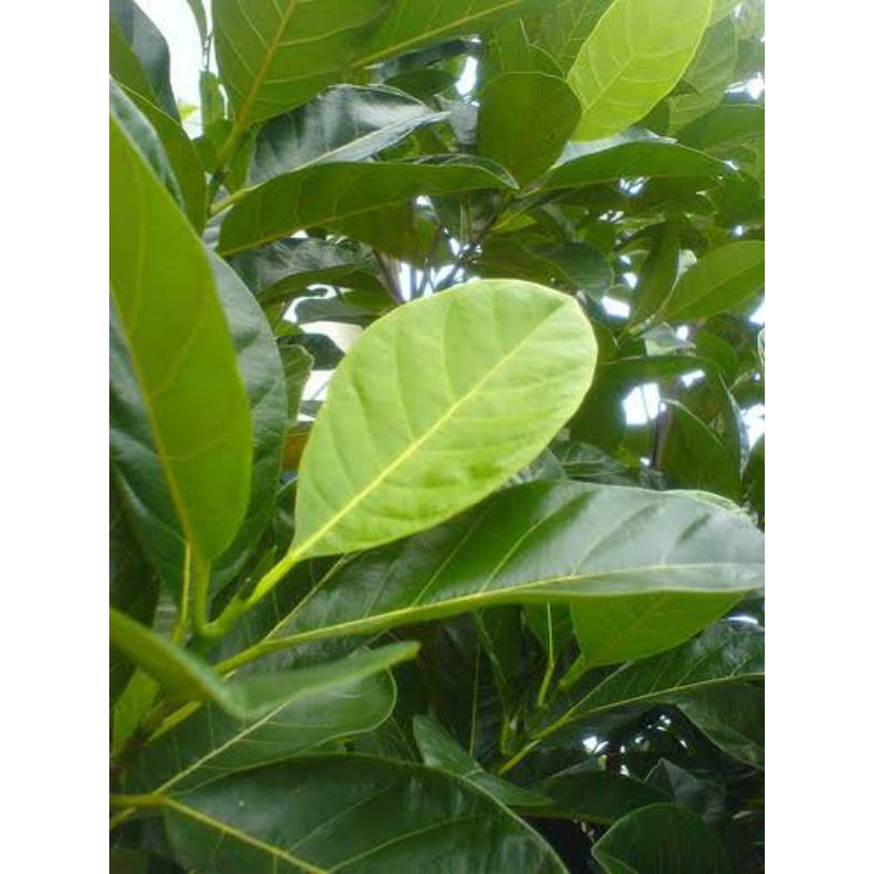 

Daun Nangka Hijau/Kuning Segar 100Gram