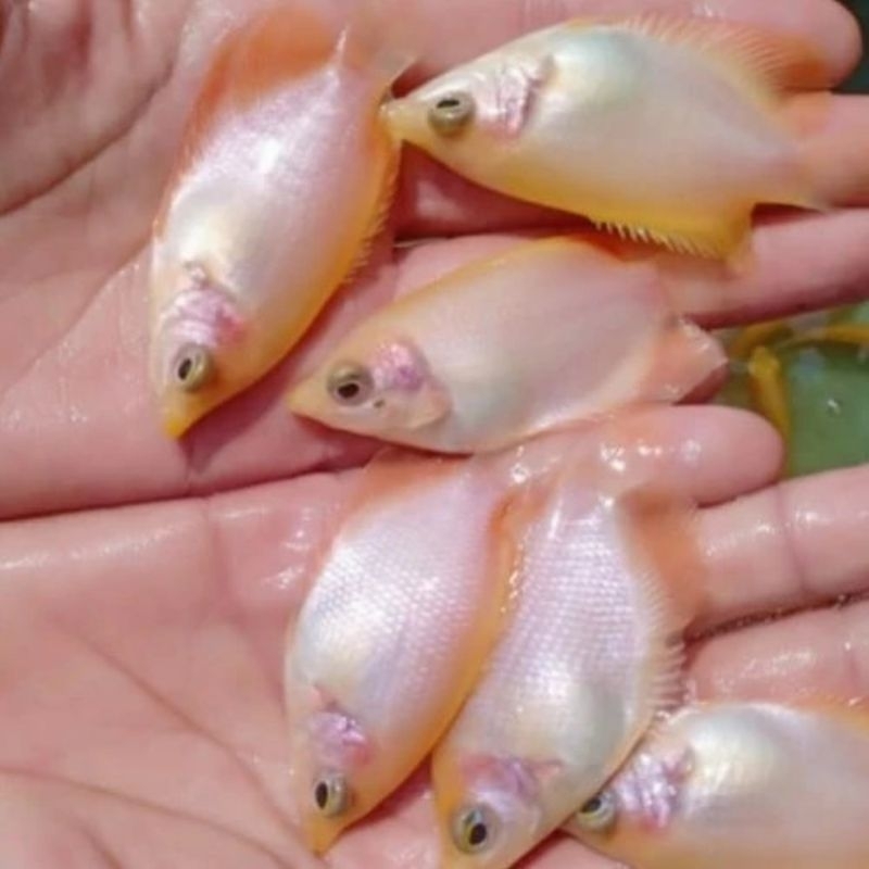 Bibit ikan gurame Padang size korek kayu