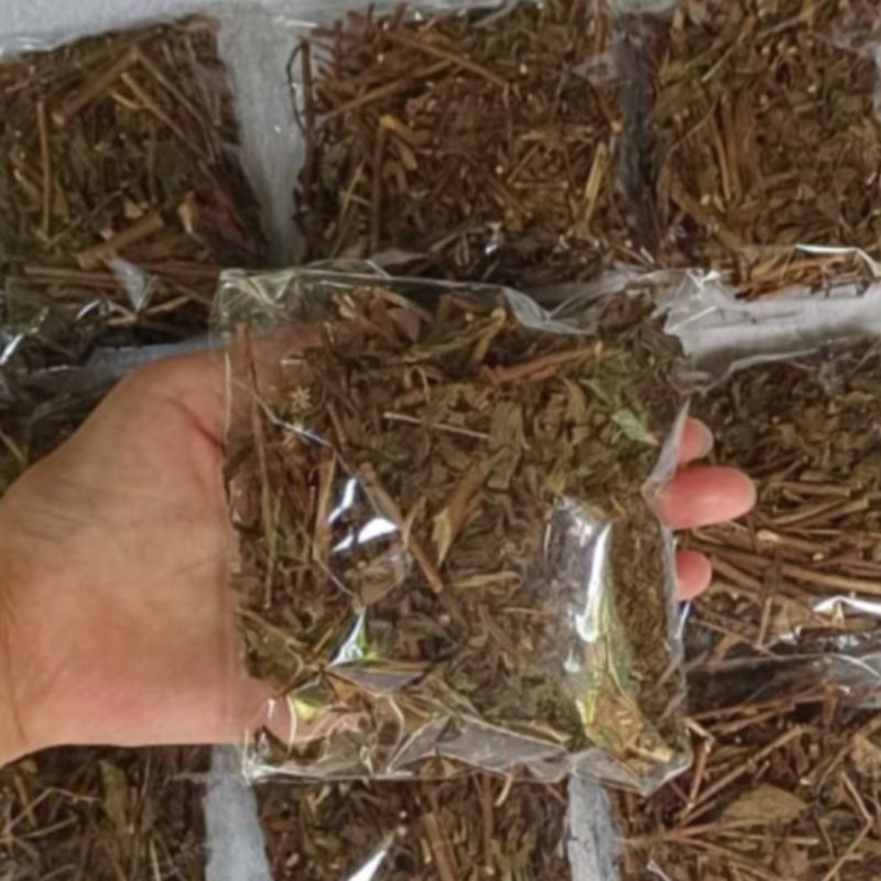 

Daun Kumis Kucing Kering Atasi Batu Ginjal Hipertensi Asam Urat