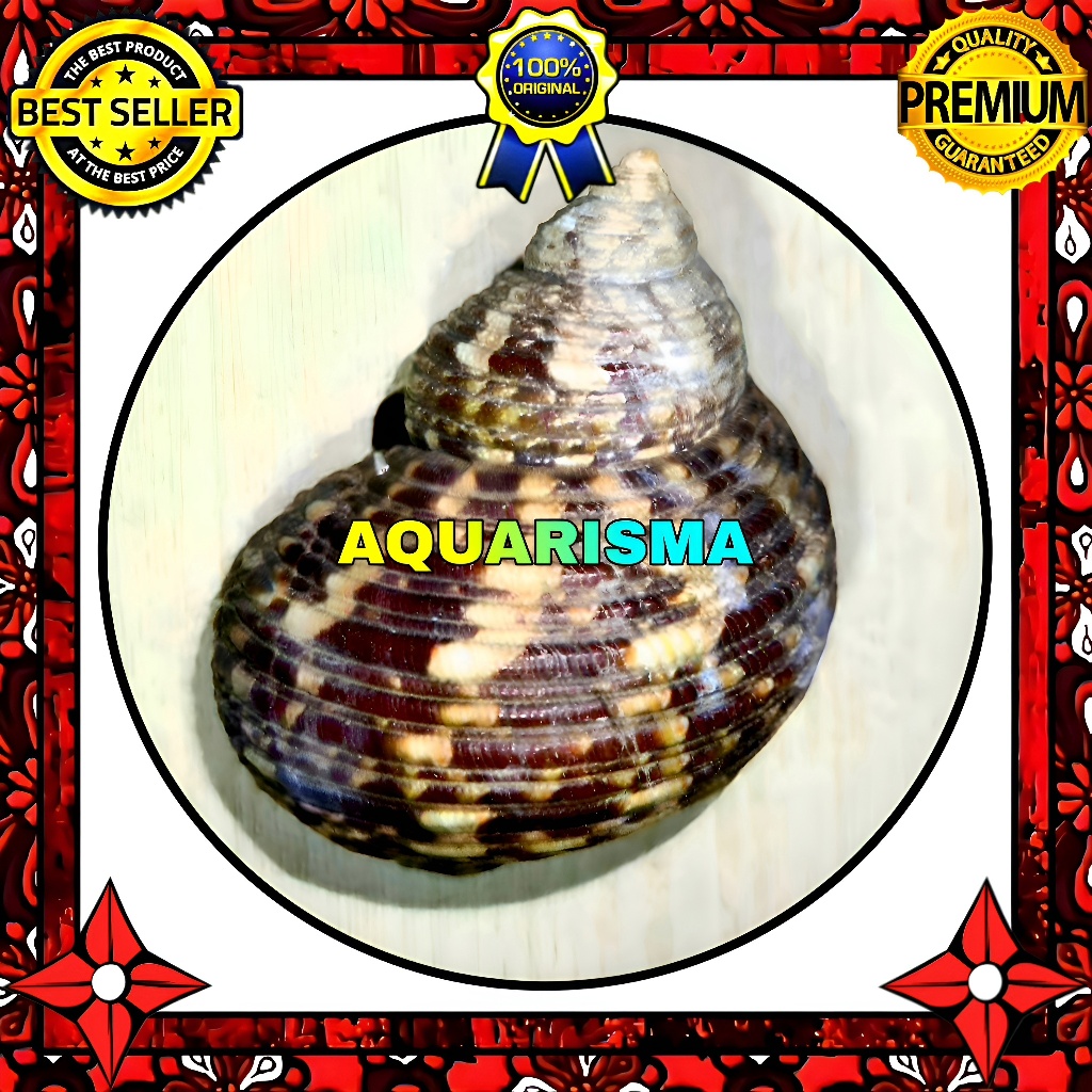 HIASAN DAN KOLEKSI - CANGKANG KEONG MATA LEMBU TURBO TUMIDULUS COKLAT JUMBO GRADE A+