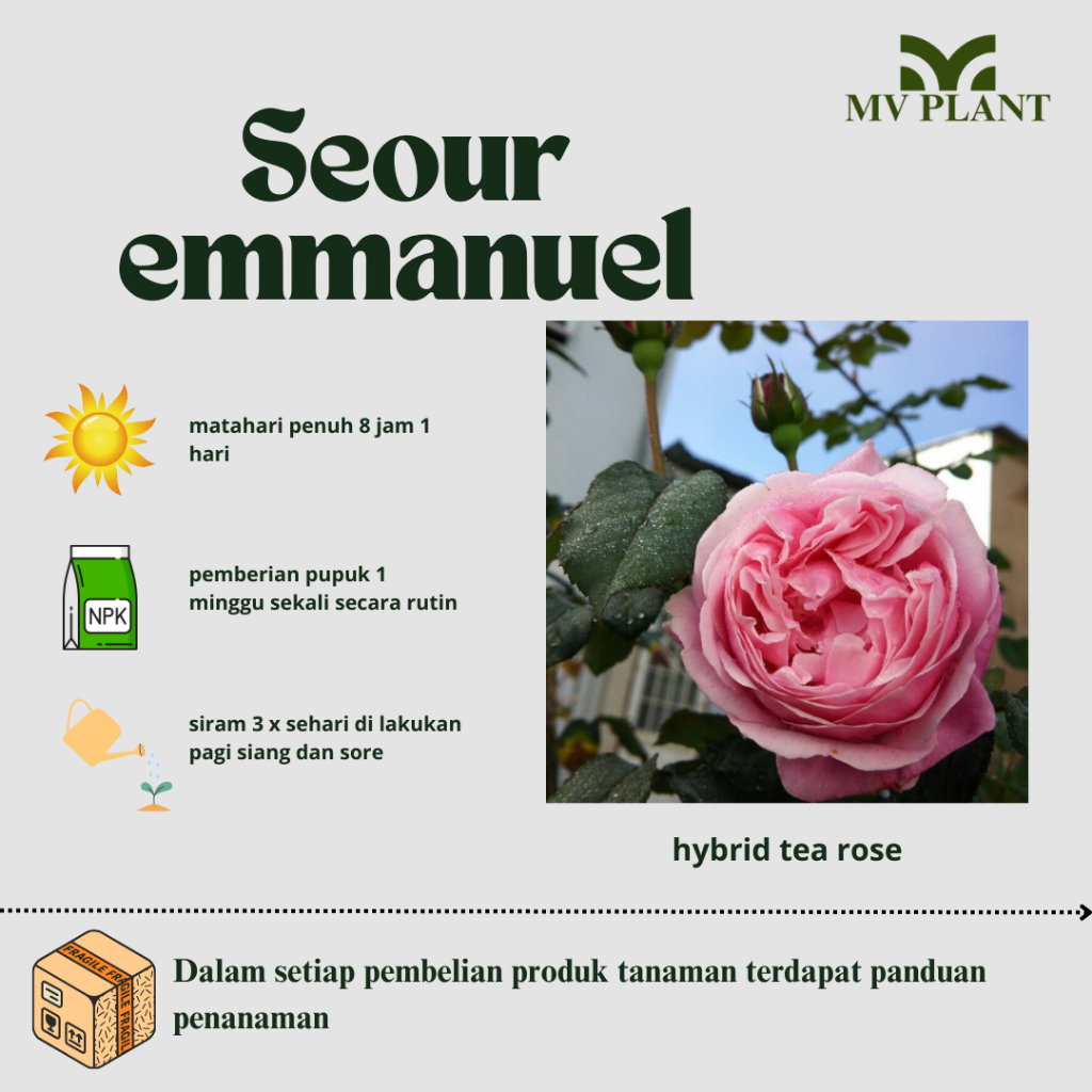 Tanaman Hidup Bibit Bunga Mawar import souer immanuel - Bunga mawar - Bunga mawar import - Mawar ram