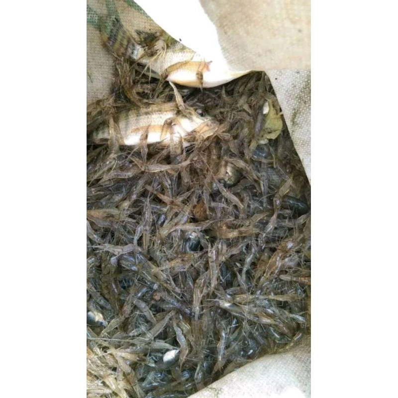 

Udang sawah segar umpan mancing/pakan ikan predator