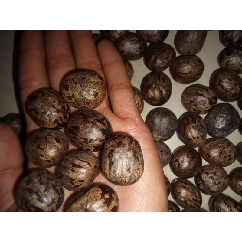 Biji Karet Badak/Berurat 1kg/Biji Karet Aduan/Biji Pohon Karet