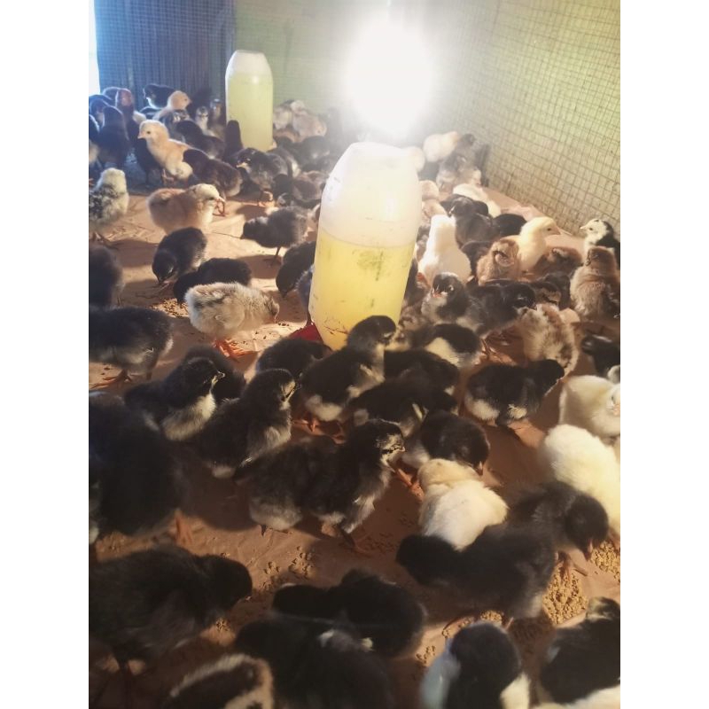 ayam kampung - bibit kampung - doc ayam kampung - anak ayam kampung