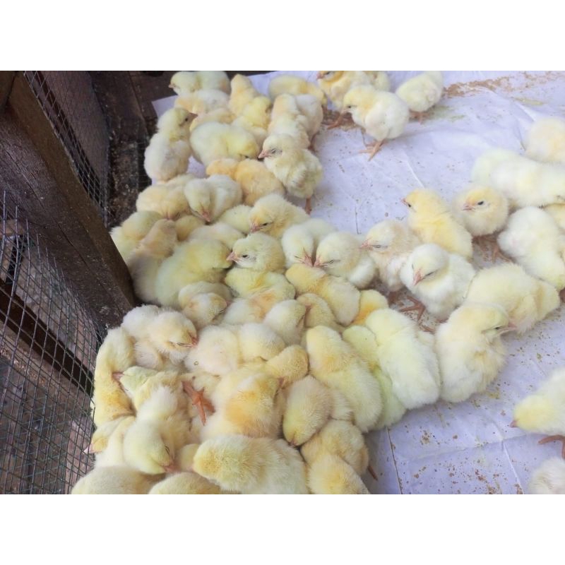 Doc Broiler - Ayam Broiler - Ayam Potong - DOC Broiler
